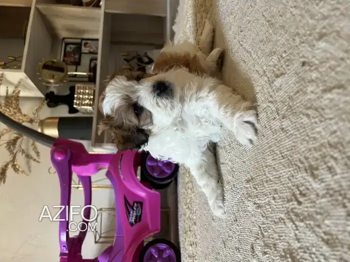 Chiot Bichon de 56 jours in سلا, MOROCCO | Azifo