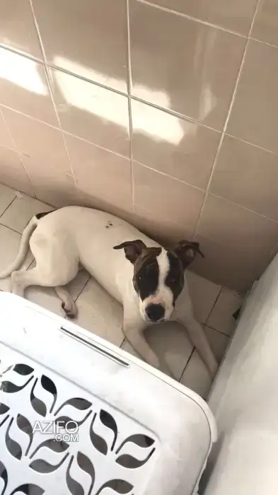 Chien Pitbull in الرباط, MOROCCO | Azifo