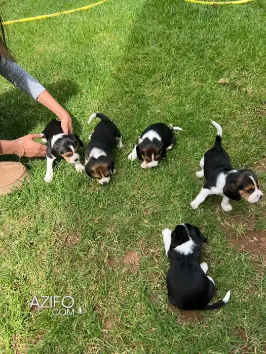 Portée de Chiots Beaglier (Croisé Beagle et Cavalier King Charles) in الرباط, MOROCCO | Azifo