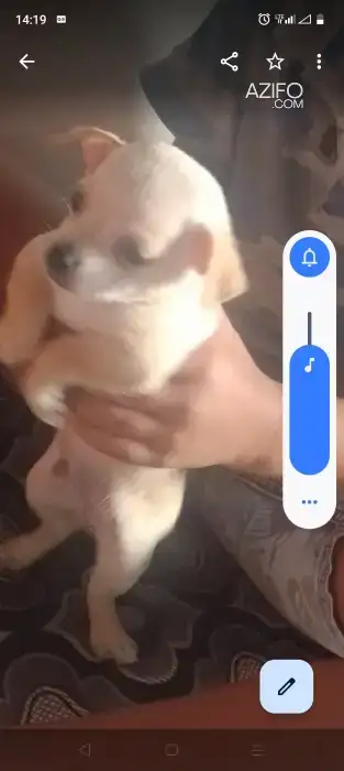 Chien Chihuahua in الرباط, MOROCCO | Azifo