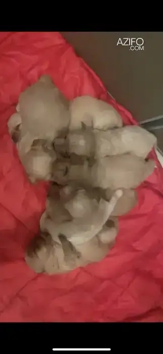 Chiot Femelle Bichon in الرباط, MOROCCO | Azifo
