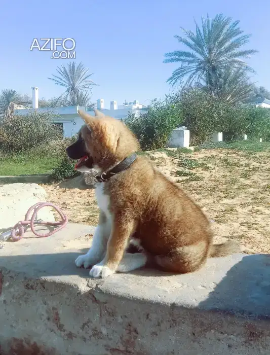 Chien Akita Inu in الرباط, MOROCCO | Azifo