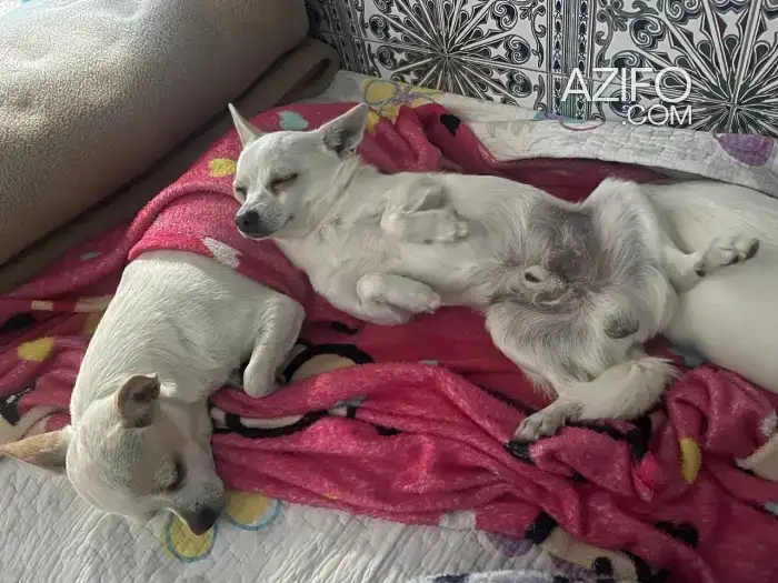 Chiot Chihuahua de 2 mois in الرباط, MOROCCO | Azifo