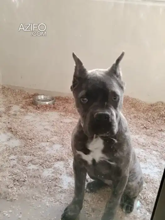 Chien Femelle Cane Corso avec Pedigree in مكناس, MOROCCO | Azifo