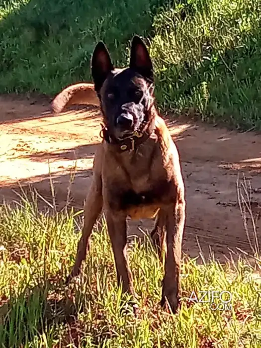 Chien Mâle Berger Malinois de 4 ans in العرائش, MOROCCO | Azifo