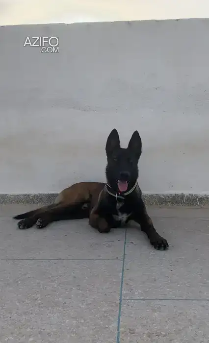 Chiot Berger Malinois de 6mois in فاس, MOROCCO | Azifo