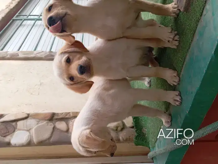 Chiot Femelle Labrador Retriever de 2 mois et demi in الدار البيضاء, MOROCCO | Azifo