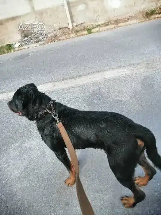 Chiot Rottweiler de 12 mois in الدار البيضاء, MOROCCO | Azifo