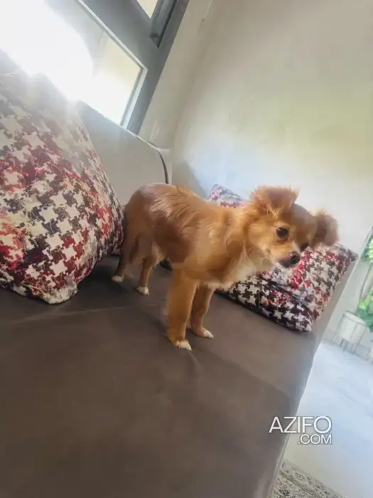 Chiot Spitz de 7 mois in الدار البيضاء, MOROCCO | Azifo