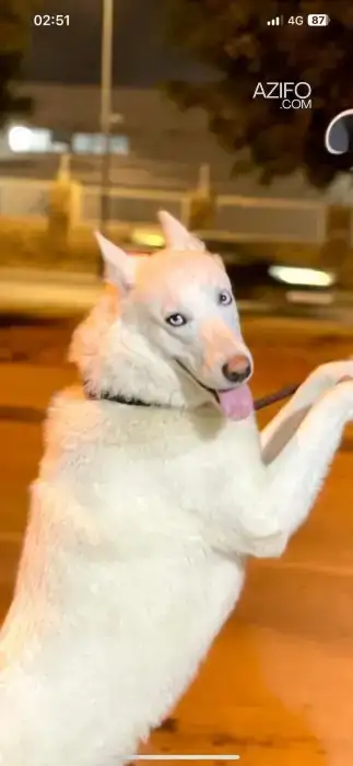Adoption : Husky Sibérien Blanc de 2 ans in الدار البيضاء, MOROCCO | Azifo