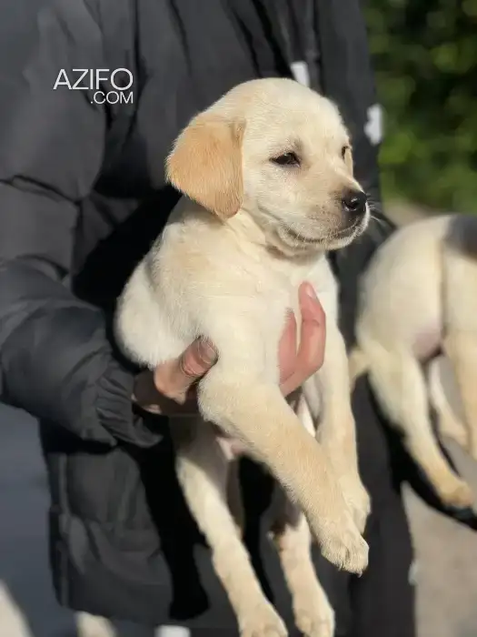 Portée de Chiots Labrador Retriever in الدار البيضاء, MOROCCO | Azifo