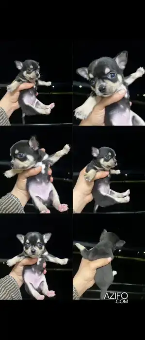 Chien Femelle Chihuahua Black and Tan in الدار البيضاء, MOROCCO | Azifo