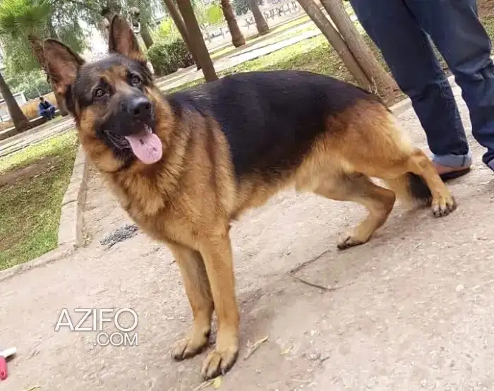 Chien Mâle Berger Allemand avec Pedigree in الدار البيضاء, MOROCCO | Azifo
