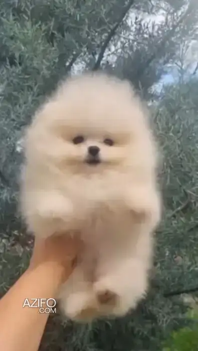 Portée de Chiots Spitz Poméranien (Loulou de Poméranie) de 3 mois in الدار البيضاء, MOROCCO | Azifo