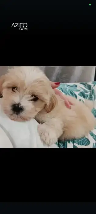 Chiot Femelle Bichon Maltais de 3mois in الدار البيضاء, MOROCCO | Azifo