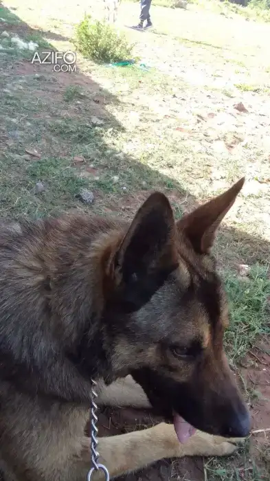Chien Berger in أكادير, MOROCCO | Azifo