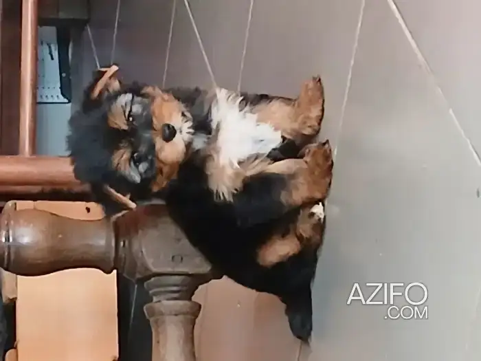 Chiot Mâle Yorkshire Terrier de 2 mois et demi in أزمور, MOROCCO | Azifo