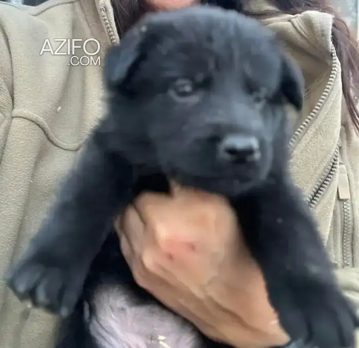 Portée de Chiots Berger Allemand Noir in الدار البيضاء, MOROCCO | Azifo