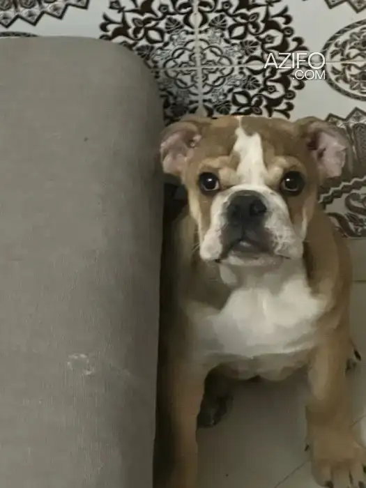 Chiot Mâle Bulldog Anglais de 3 mois in مراكش, MOROCCO | Azifo