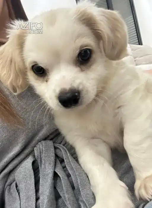 Chiot Un Épagneul Roi Charles in الدار البيضاء, MOROCCO | Azifo