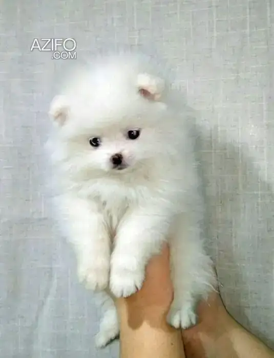 Chien Spitz Toy / Miniature in الدار البيضاء, MOROCCO | Azifo