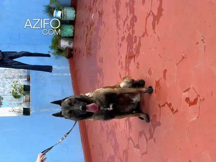 Chien Berger Malinois in الدار البيضاء, MOROCCO | Azifo