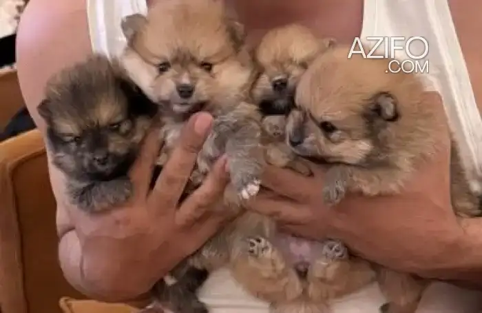 Chien Spitz Poméranien (Loulou de Poméranie) in مراكش, MOROCCO | Azifo