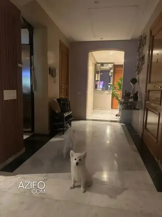 Chiot Spitz Japonais de 1 mois et demi in الدار البيضاء, MOROCCO | Azifo