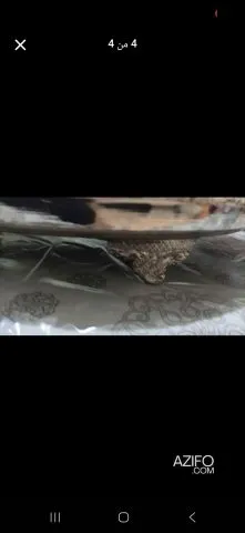 Product Detail 2