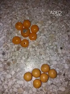 اللبان المغربي الاصلي الحر للاستفسار ومعرفة التفاصيل in Agadir, MOROCCO | Azifo