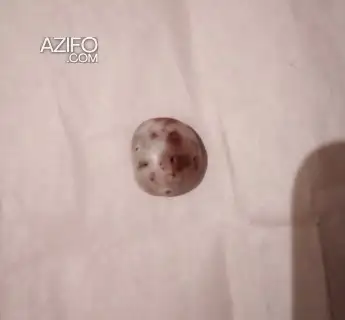 حجر المن والسلوى لهواة الأحجار والمعادن in Marrakech, MOROCCO | Azifo