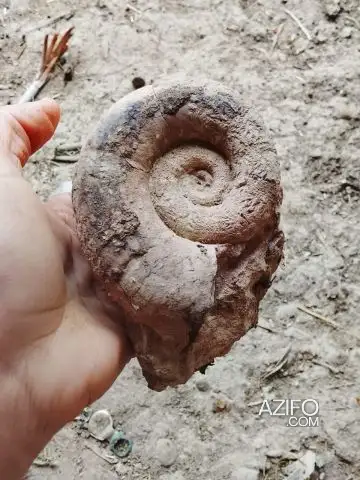 Ammonites لهواة المستحاثات in Casablanca, MOROCCO | Azifo
